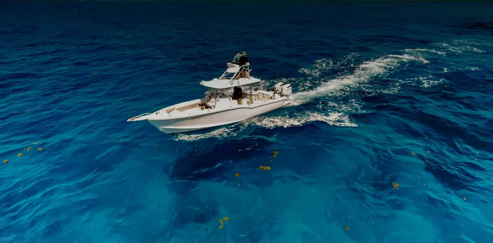 Get the Jump on Early Dolphin